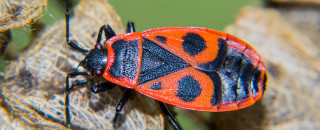 European Firebug Spreads in Utah | Natural History Museum of Utah